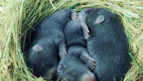 无害化处理竹鼠是什么意思