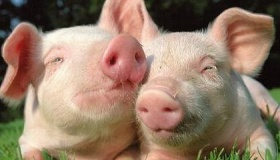 无害化处理制度是什么