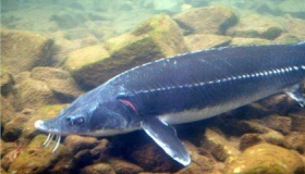 中华鲟是几级保护动物