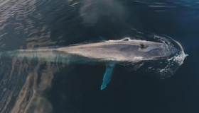 世界上最大的动物是什么