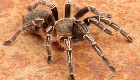 世界上最大的蜘蛛有多大