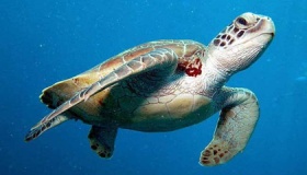 世界上最大的海龟是什么海龟