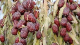 中国面积最大的县是哪个县