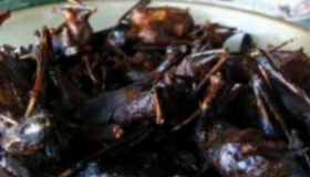 哪个国家的人喜欢吃蝙蝠