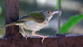 早起的鸟儿有虫吃下一句一定得知道