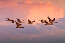 古人最重要的婚姻信物是什么